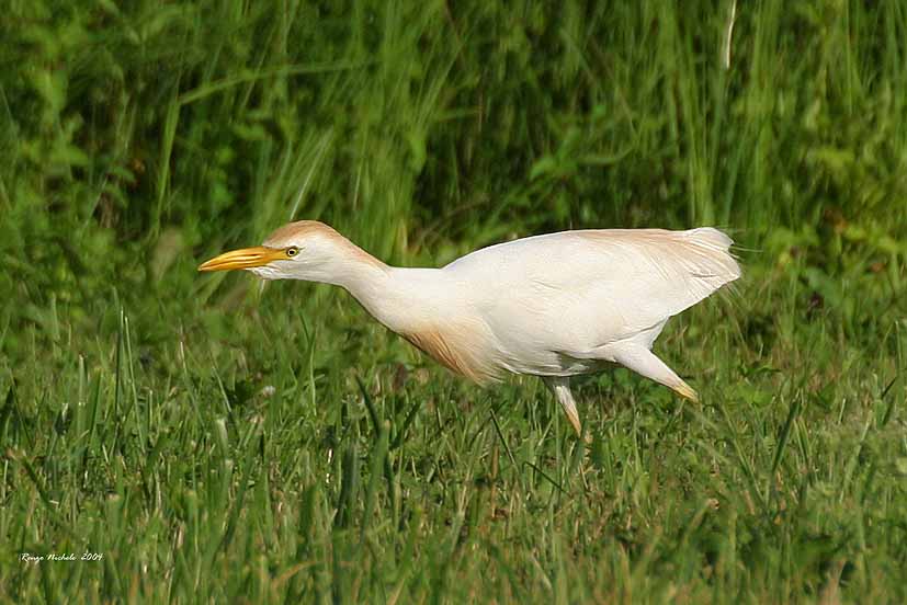 Airone guardabuoi - Bubulcus ibis